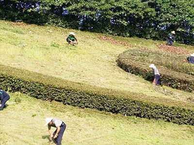 市政綠化除雜、修剪