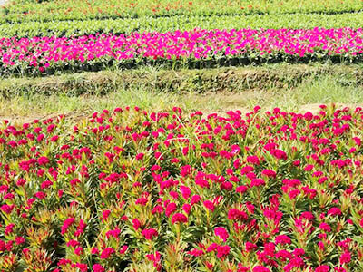 長沙市亮宇園林綠化工程有限公司,長沙園林養護,長沙大樹移植,小型樹種及花草哪里的好